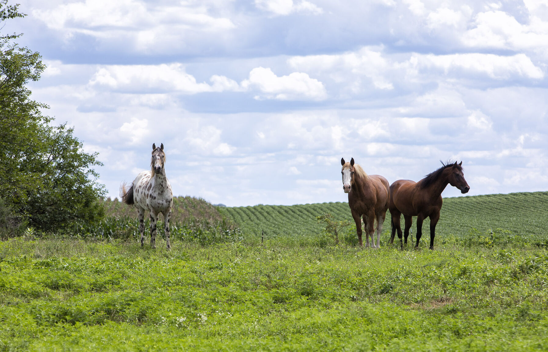 PASTURE PRANCING